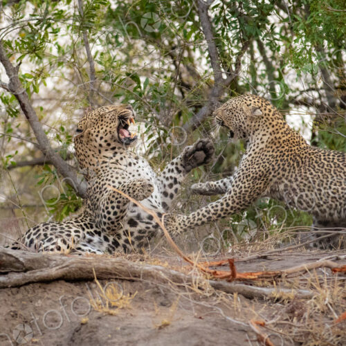 A male and female leopard, Panthera pardus, fight with each other, using their paws… A male and female leopard, Panthera pardus, fight with each other, using their paws…