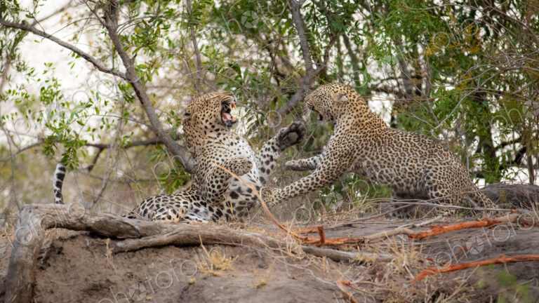 A male and female leopard, Panthera pardus, fight with each other, using their paws…