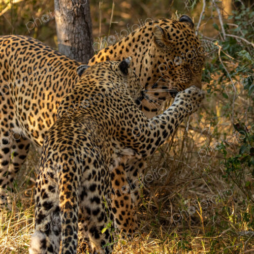 A male and female leopard, Panthera pardus, interacting.