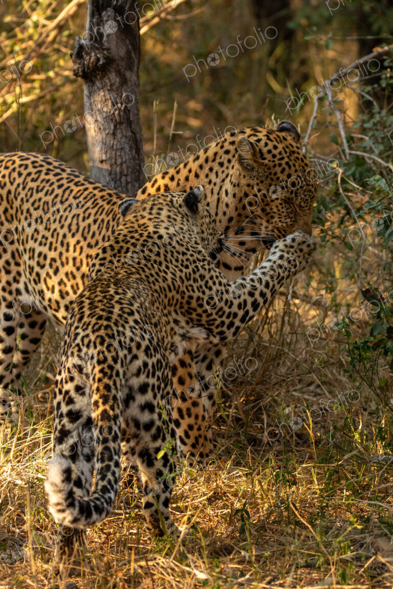 A male and female leopard, Panthera pardus, interacting.