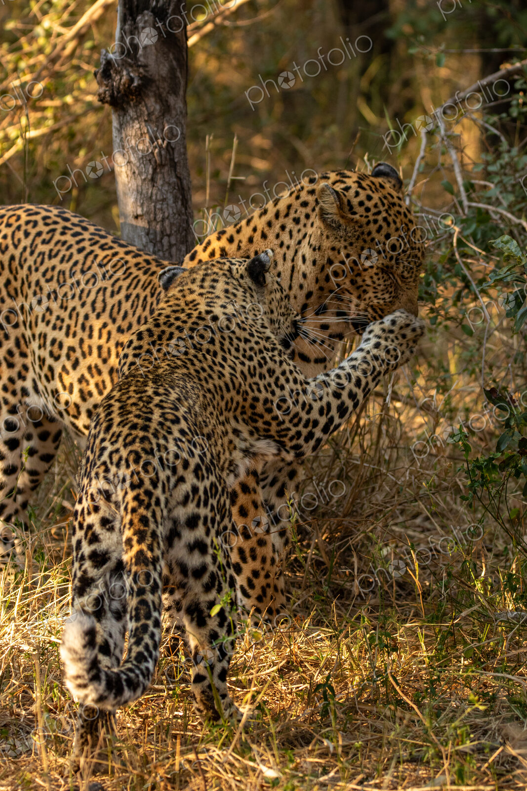 A male and female leopard, Panthera pardus, interacting.