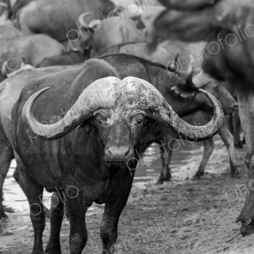 A male buffalo, Syncerus caffer, stands beside a waterhole, in black and white, direct… A male buffalo, Syncerus caffer, stands beside a waterhole, in black and white, direct…