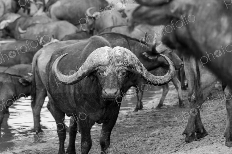 A male buffalo, Syncerus caffer, stands beside a waterhole, in black and white, direct…