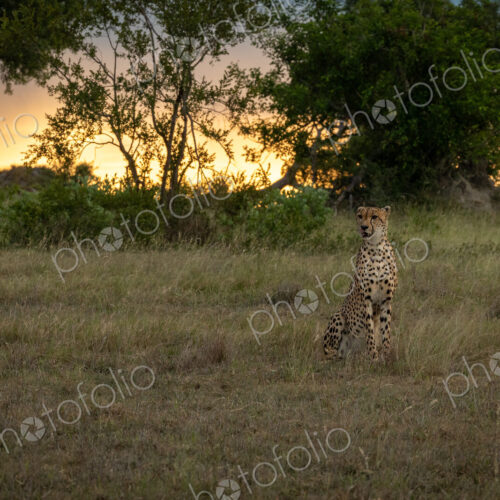 A male cheetah, Acinonyx jubatus, sitting in a clearing, at sunset. A male cheetah, Acinonyx jubatus, sitting in a clearing, at sunset.