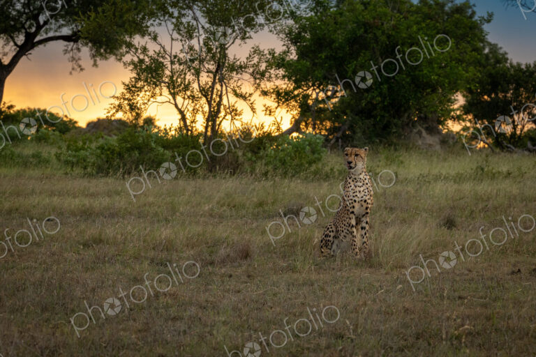A male cheetah, Acinonyx jubatus, sitting in a clearing, at sunset.