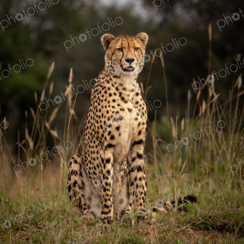 A male cheetah, Acinonyx jubatus, sitting in short grass, direct gaze. A male cheetah, Acinonyx jubatus, sitting in short grass, direct gaze.