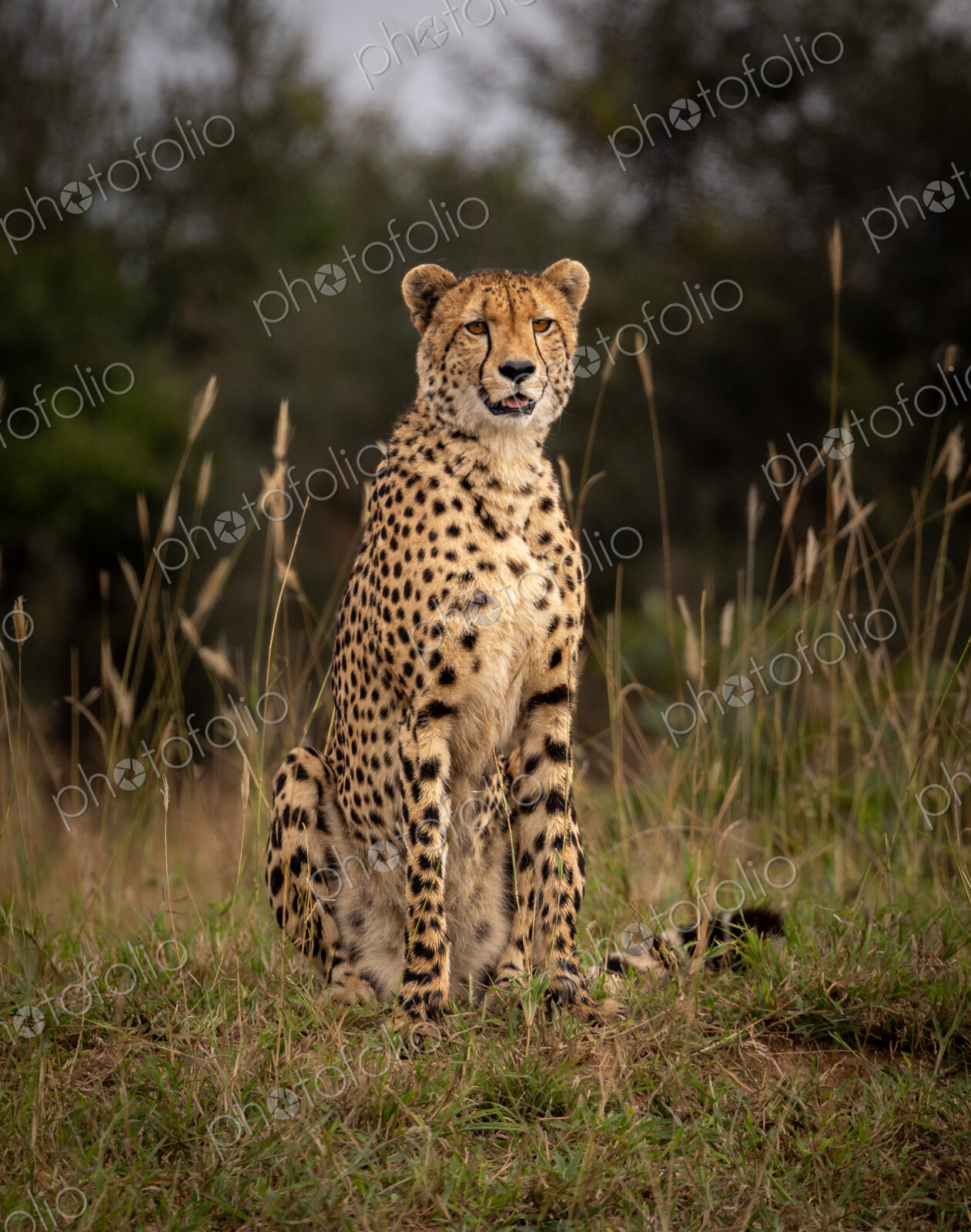 A male cheetah, Acinonyx jubatus, sitting in short grass, direct gaze.