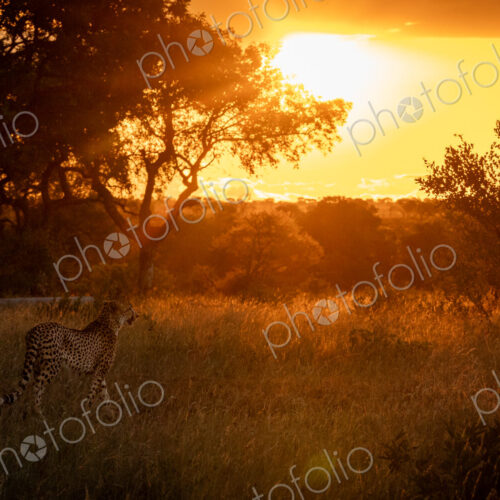 A male cheetah, Acinonyx jubatus, walking through grass, during sunset. A male cheetah, Acinonyx jubatus, walking through grass, during sunset.
