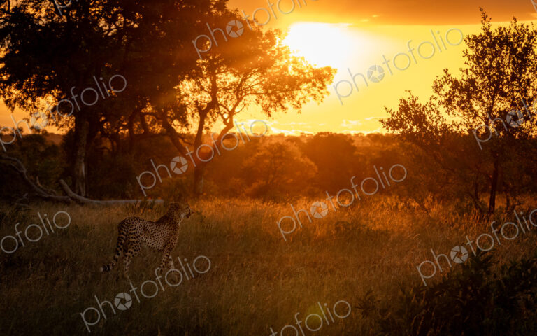 A male cheetah, Acinonyx jubatus, walking through grass, during sunset.