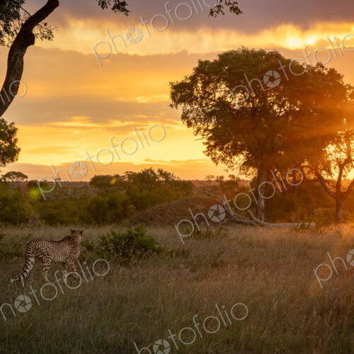 A male cheetah, Acinonyx jubatus, walking through grass, during sunset. A male cheetah, Acinonyx jubatus, walking through grass, during sunset.