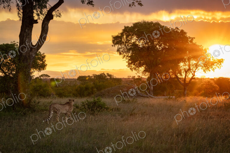 A male cheetah, Acinonyx jubatus, walking through grass, during sunset.