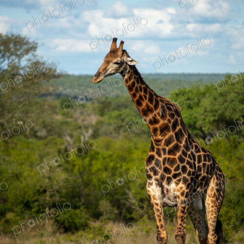 A male giraffe, Giraffa camelopardalis, standing in grass. A male giraffe, Giraffa camelopardalis, standing in grass.