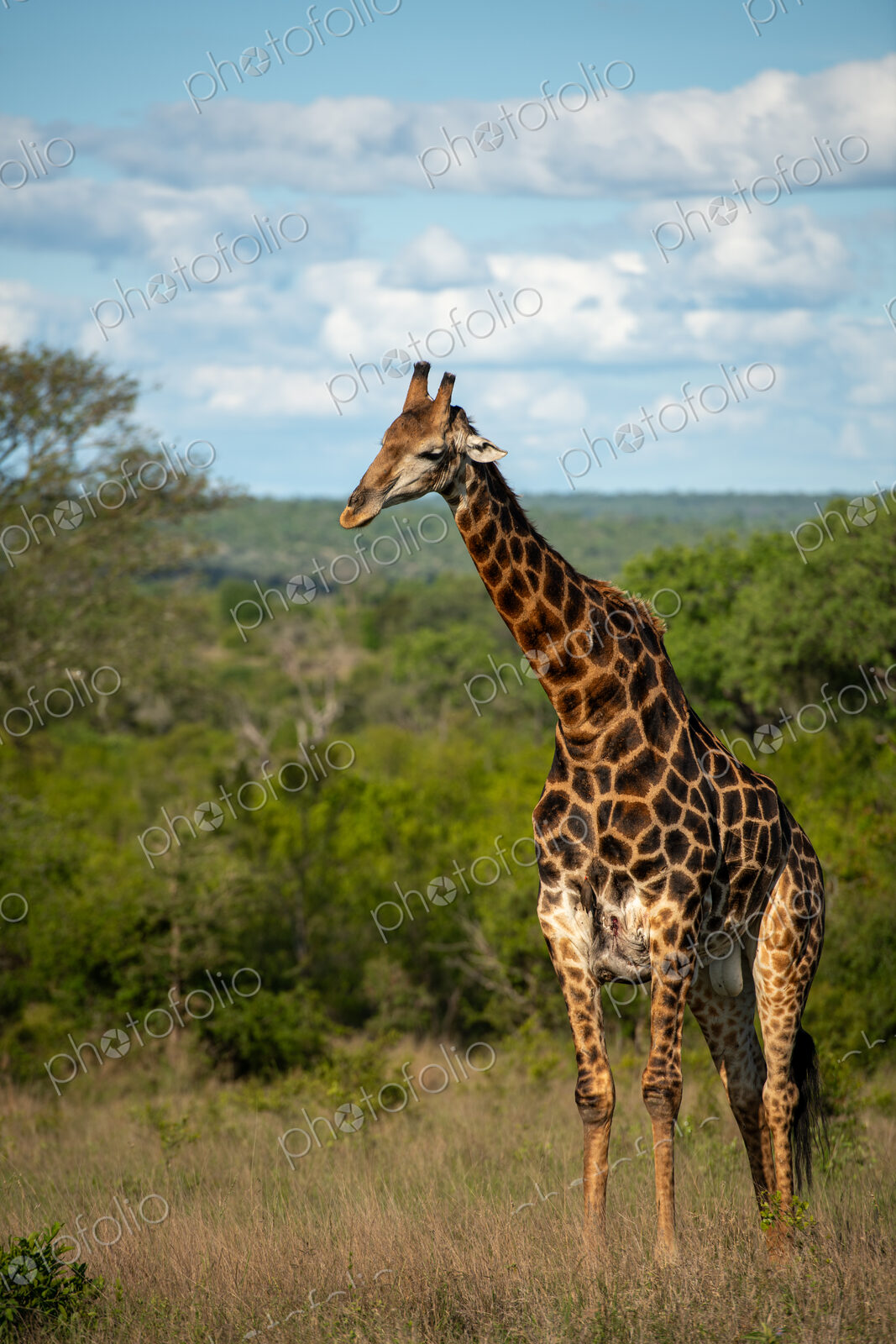 A male giraffe, Giraffa camelopardalis, standing in grass.