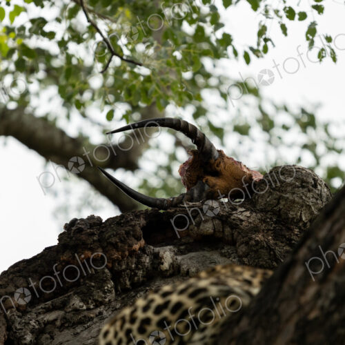 A male impala head, hoisted in a tree by a leopard, Panthera pardus. A male impala head, hoisted in a tree by a leopard, Panthera pardus.