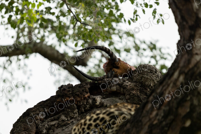 A male impala head, hoisted in a tree by a leopard, Panthera pardus.
