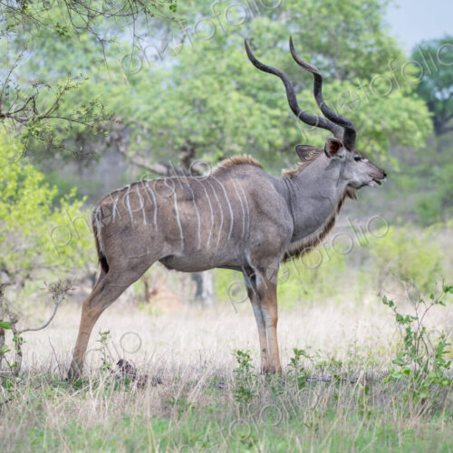 A male kudu, Tragelaphus strepsiceros, stands in an open clearing, looking out of… A male kudu, Tragelaphus strepsiceros, stands in an open clearing, looking out of…