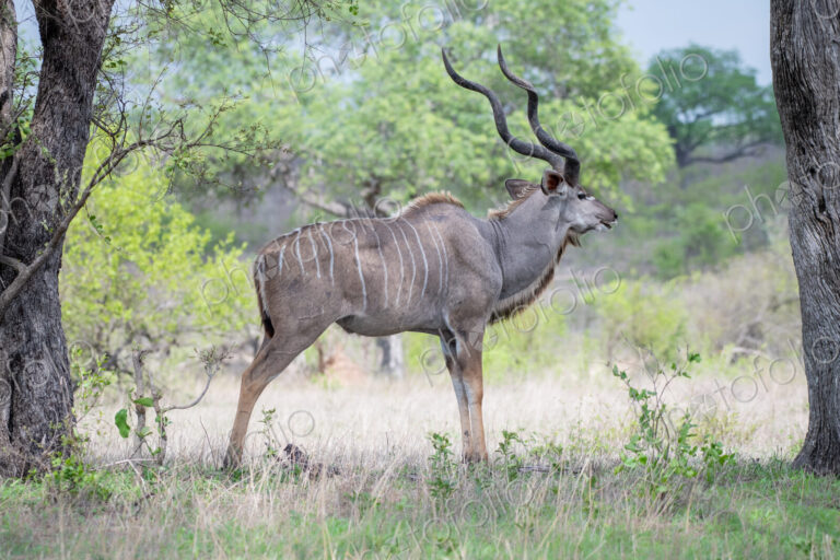 A male kudu, Tragelaphus strepsiceros, stands in an open clearing, looking out of…