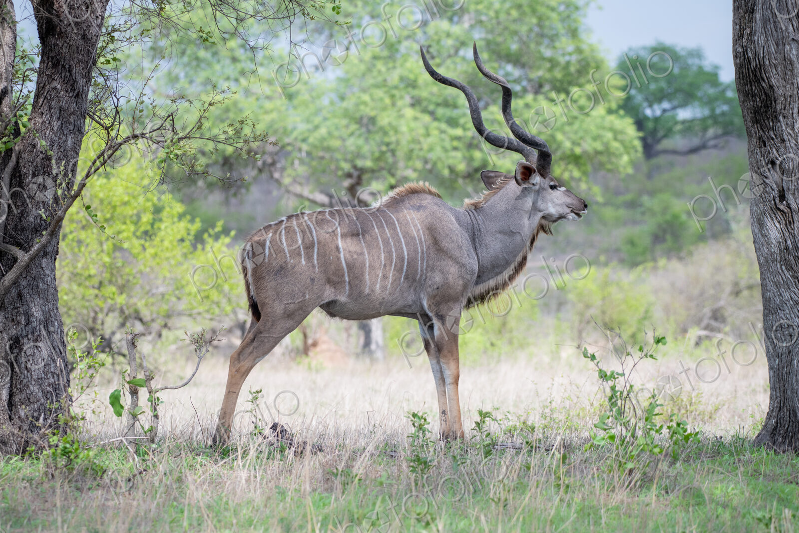 A male kudu, Tragelaphus strepsiceros, stands in an open clearing, looking out of…