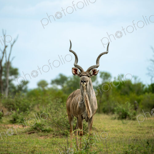 A male kudu, Tragelaphus strepsiceros, wide-angle shot, direct gaze. A male kudu, Tragelaphus strepsiceros, wide-angle shot, direct gaze.