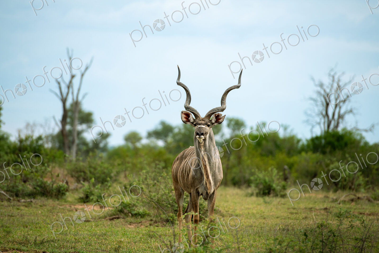 A male kudu, Tragelaphus strepsiceros, wide-angle shot, direct gaze.