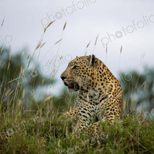 A male leopard, Panthera Pardus, lying in grass, side profile.