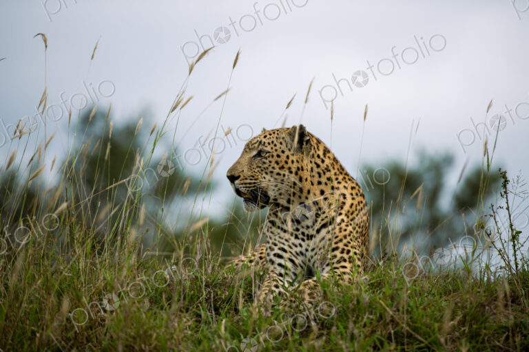 A male leopard, Panthera Pardus, lying in grass, side profile.