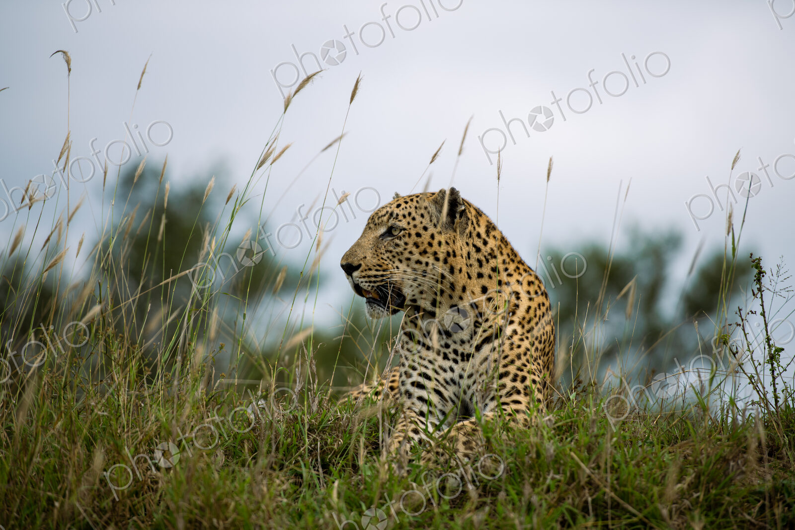 A male leopard, Panthera Pardus, lying in grass, side profile.