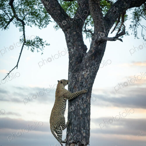 A male leopard, Panthera pardus, climbing up a tree.