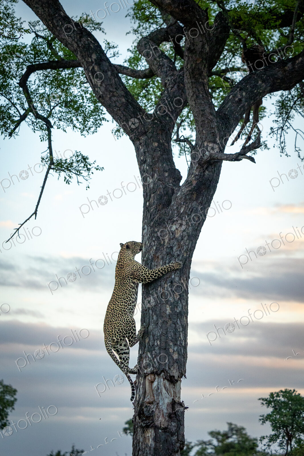 A male leopard, Panthera pardus, climbing up a tree.