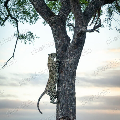 A male leopard, Panthera pardus, climbing up a tree.