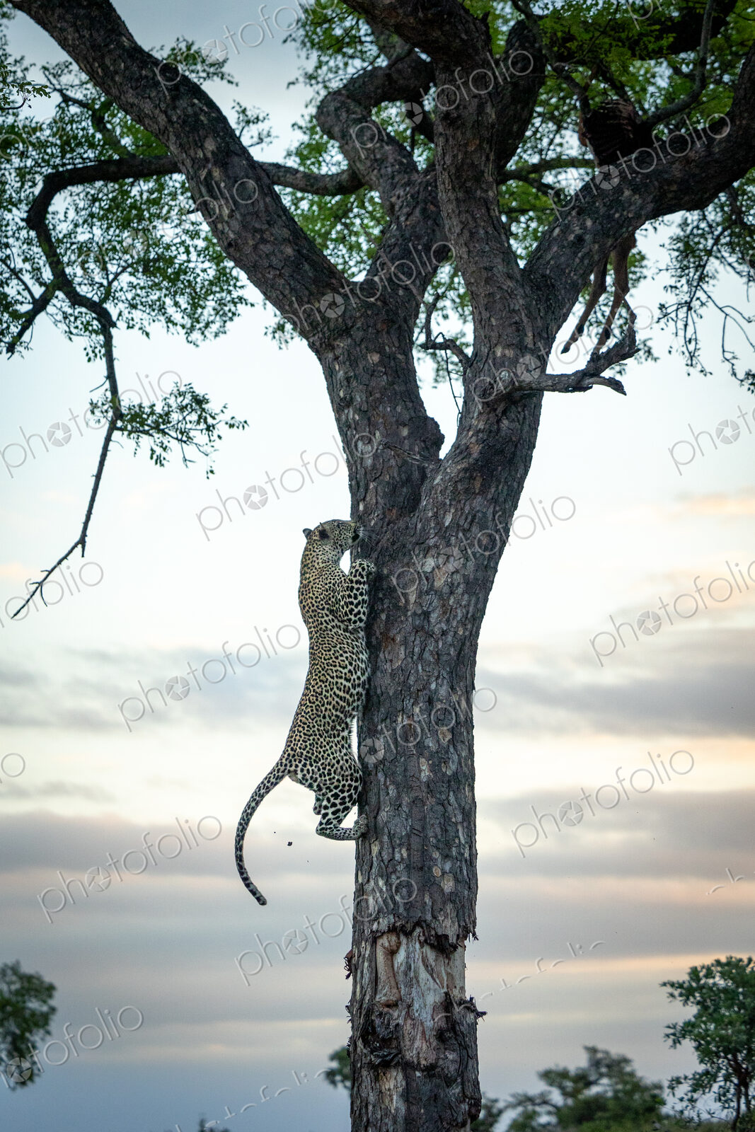 A male leopard, Panthera pardus, climbing up a tree.