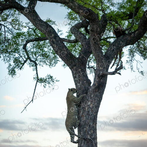 A male leopard, Panthera pardus, climbing up a tree.