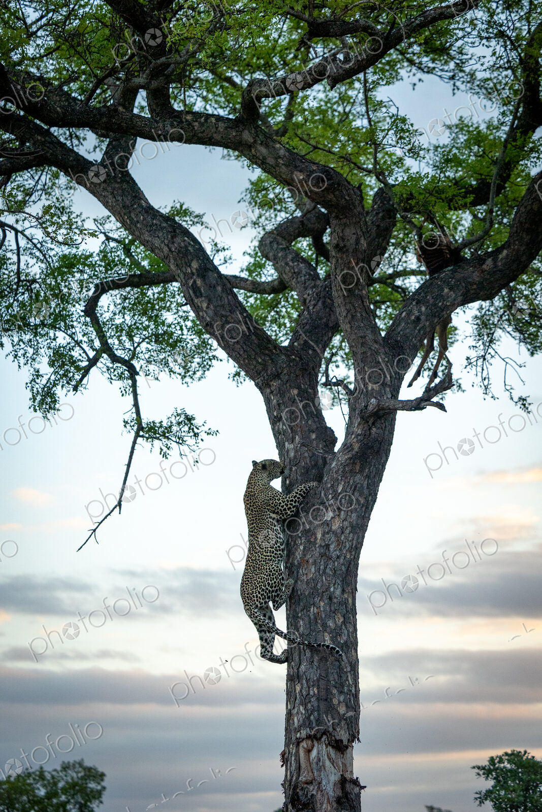 A male leopard, Panthera pardus, climbing up a tree.