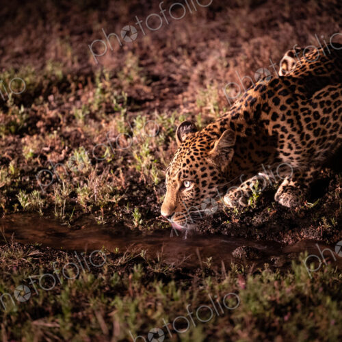 A male leopard, Panthera pardus, drinking at night. A male leopard, Panthera pardus, drinking at night.