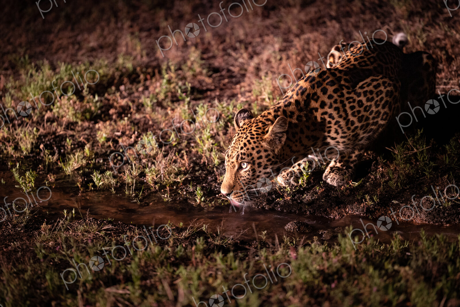 A male leopard, Panthera pardus, drinking at night.