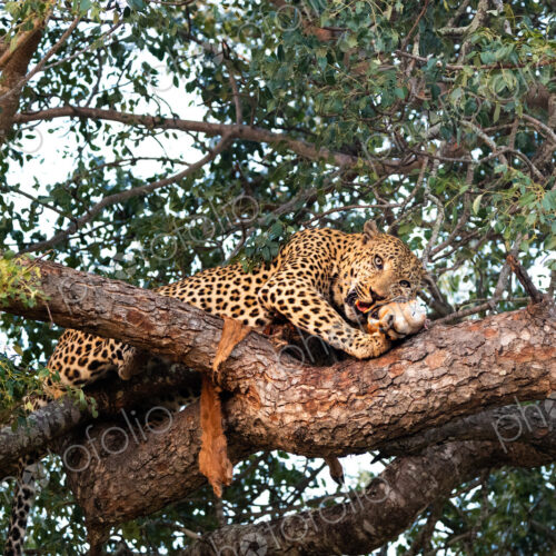 A male leopard, Panthera pardus, feeding on an impala carcass in a tree. A male leopard, Panthera pardus, feeding on an impala carcass in a tree.