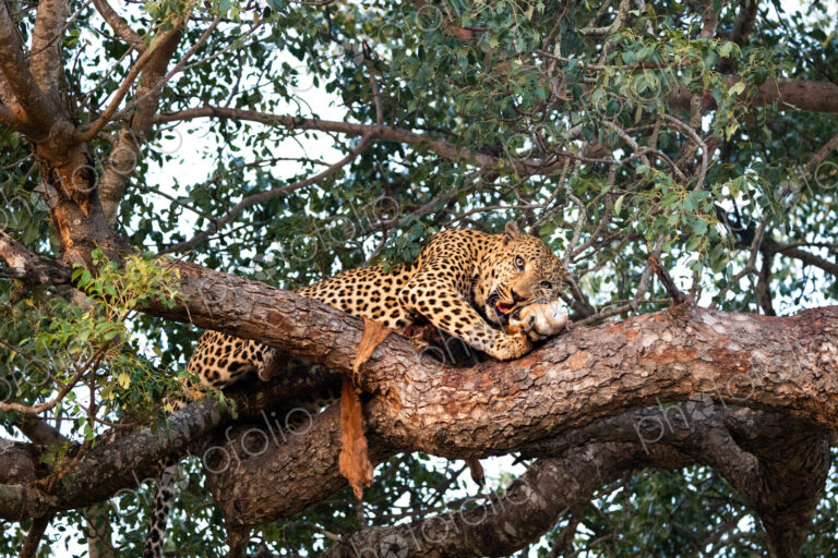 A male leopard, Panthera pardus, feeding on an impala carcass in a tree.
