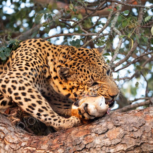 A male leopard, Panthera pardus, feeding on an impala carcass in a tree. A male leopard, Panthera pardus, feeding on an impala carcass in a tree.