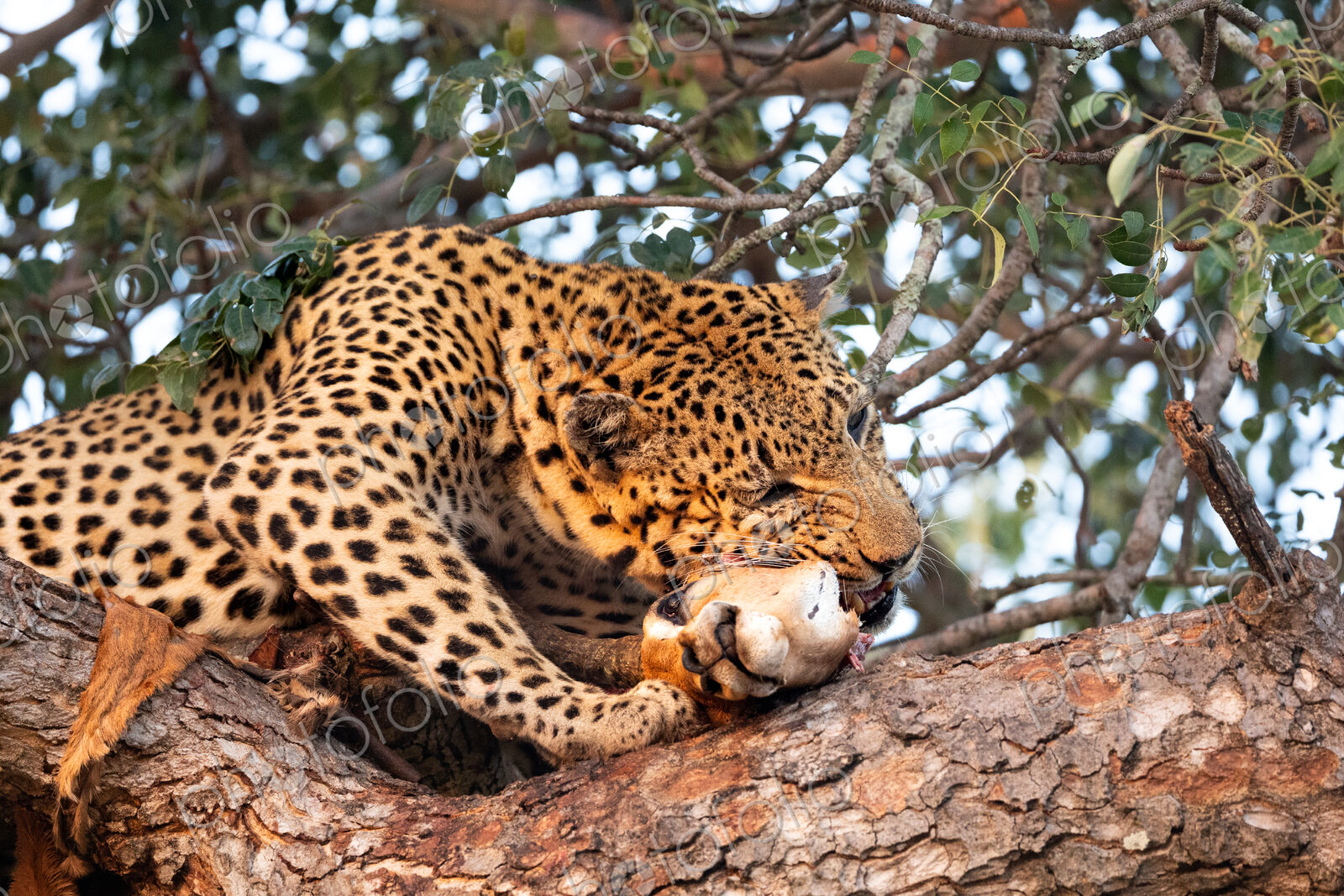 A male leopard, Panthera pardus, feeding on an impala carcass in a tree.