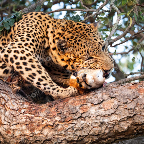 A male leopard, Panthera pardus, feeding on an impala carcass in a tree. A male leopard, Panthera pardus, feeding on an impala carcass in a tree.