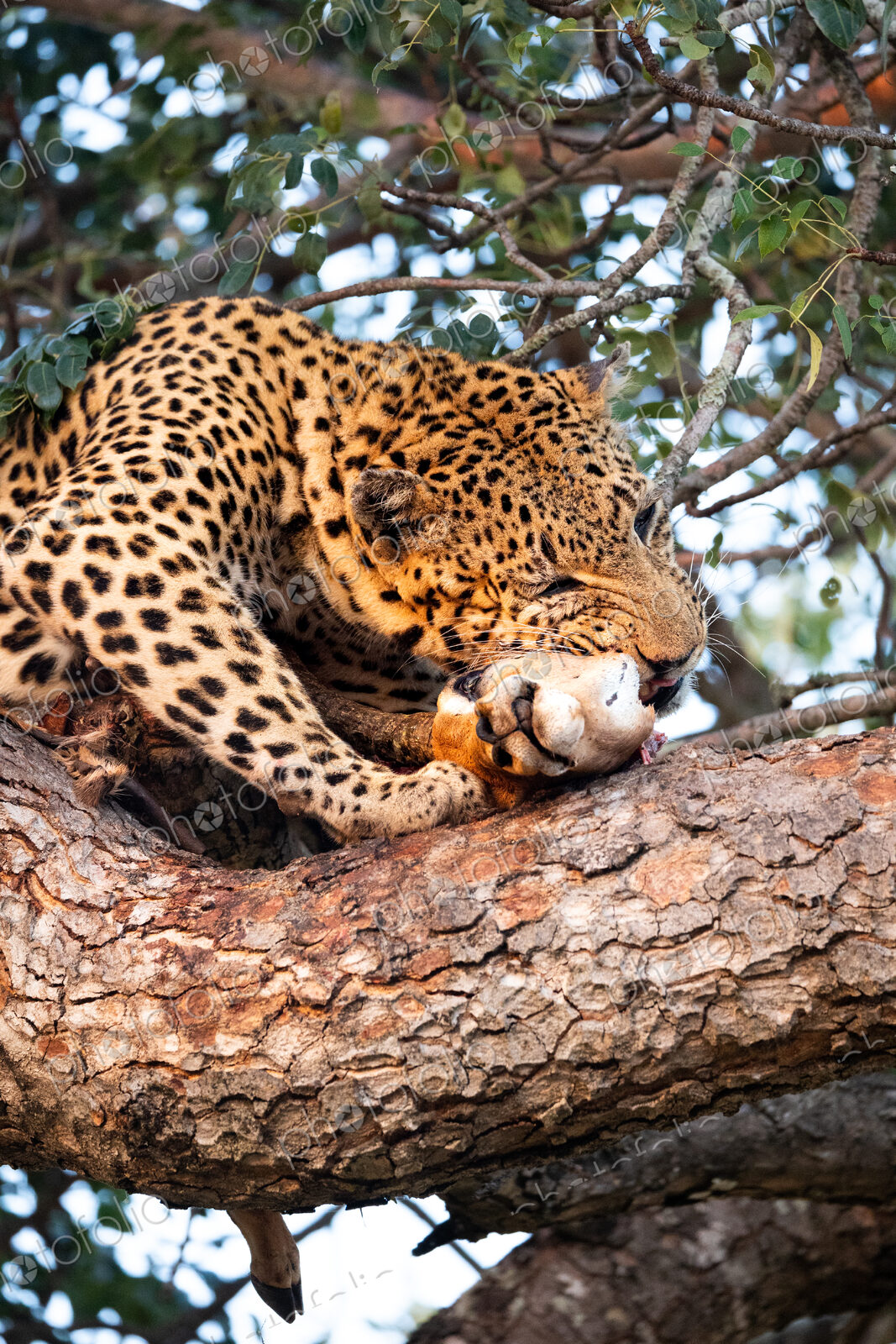 A male leopard, Panthera pardus, feeding on an impala carcass in a tree.