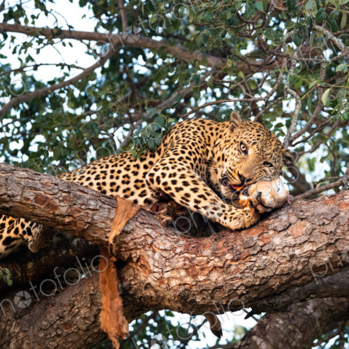 A male leopard, Panthera pardus, feeding on an impala carcass in a tree. A male leopard, Panthera pardus, feeding on an impala carcass in a tree.