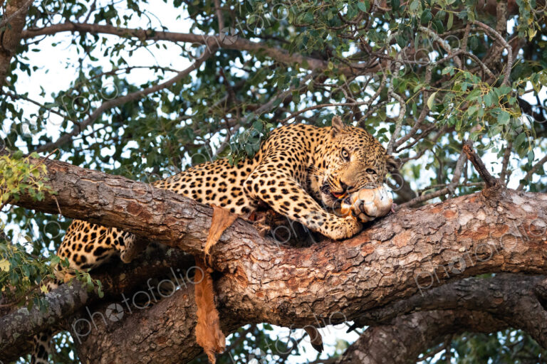 A male leopard, Panthera pardus, feeding on an impala carcass in a tree.