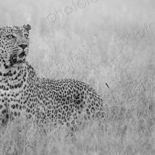 A male leopard, Panthera pardus, hunting in long grass, in black and white.
