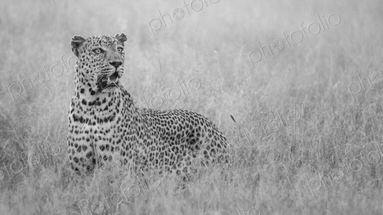 A male leopard, Panthera pardus, hunting in long grass, in black and white.