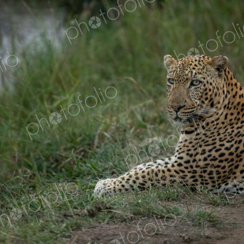 A male leopard, Panthera pardus, lying down in grass, side view. A male leopard, Panthera pardus, lying down in grass, side view.