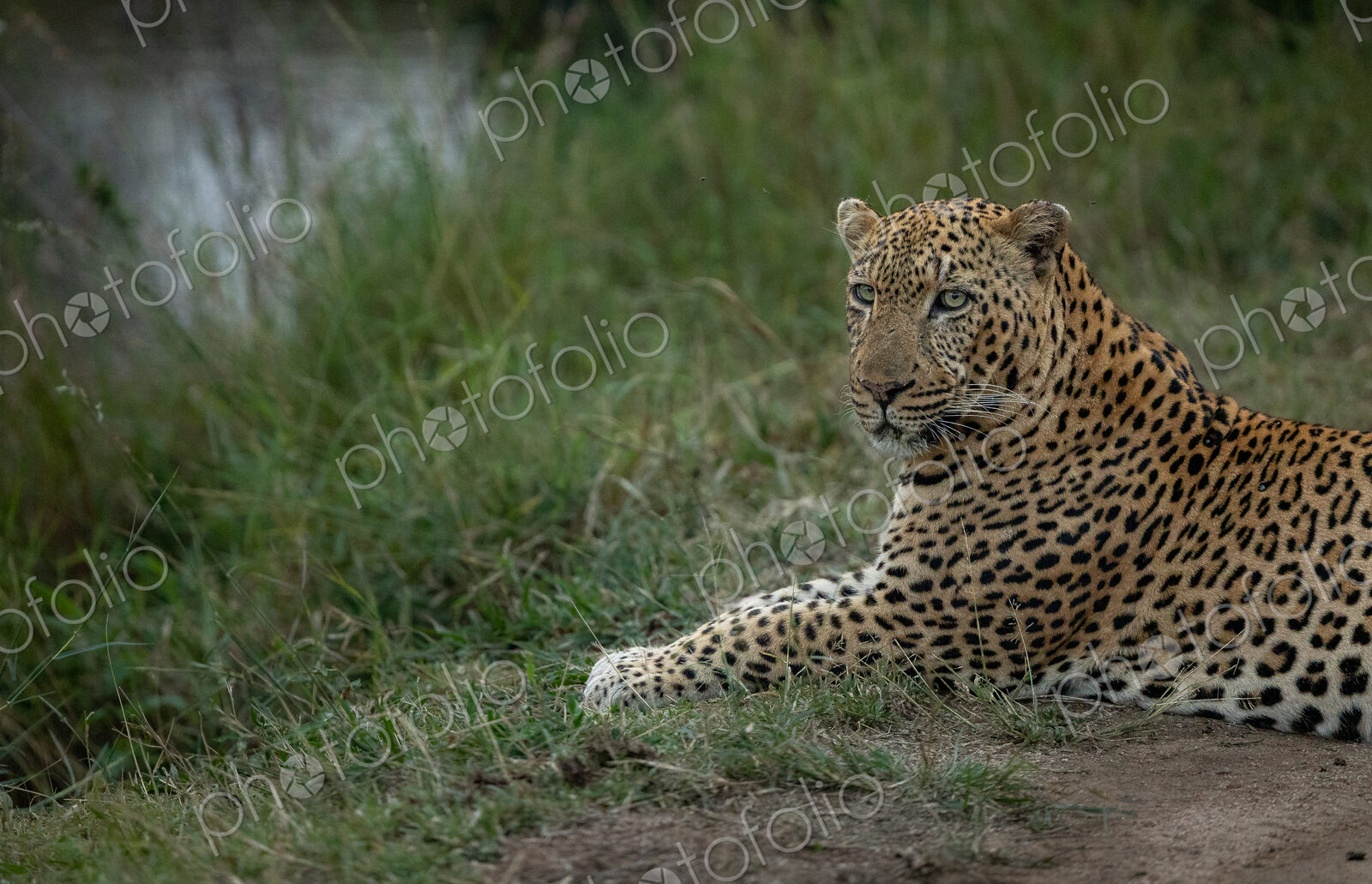 A male leopard, Panthera pardus, lying down in grass, side view.