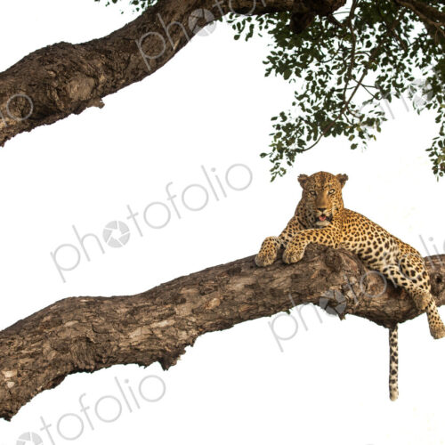 A male leopard, Panthera pardus, lying down on a branch.
