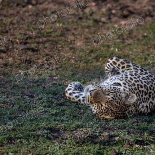 A male leopard, Panthera pardus, lying on his back on the ground.