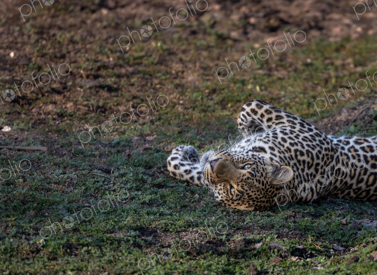 A male leopard, Panthera pardus, lying on his back on the ground.